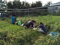 2016 riceharvest4.jpg(31276 byte)